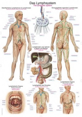 UČNI PLAKAT LIMFNI SISTEM 100 X 70 CM