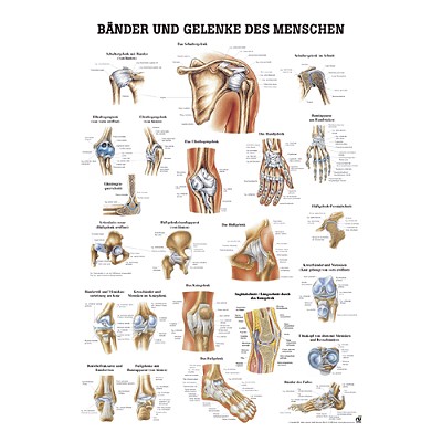 UČNI PLAKAT VEZI IN SKLEPI ČLOVEŠKEGA TELESA 100x70 cm