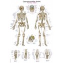 UČNI PLAKAT ČLOVEŠKI SKELET 100x70 cm