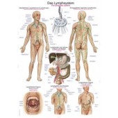 UČNI PLAKAT LIMFNI SISTEM 100 X 70 CM